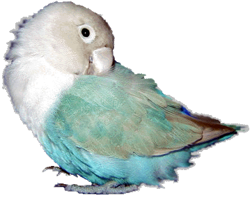 �Â���V�Ȃ̂��B�B