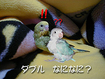 ��̂����Ɓu�ȂɂȂɁI�H�v