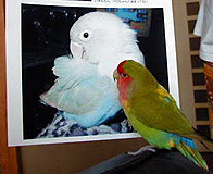 ����̃p�s�����ƁB