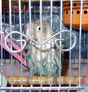 �ӂ��`�A�v���Ԃ�ɐ����т�����`�I