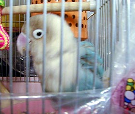 �������v����I�������͏��̎q������˂��I