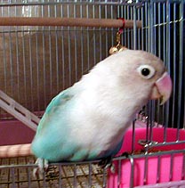 ���A�o�Ă��[�̂���