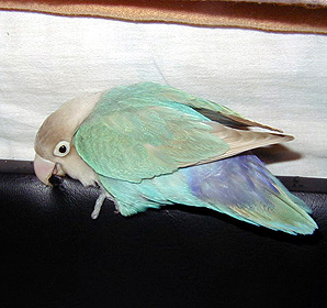 �����Ă����ā[�A�܂�Ȃ��񂾂����[��B