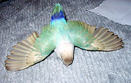 �������������������`�E�E�E