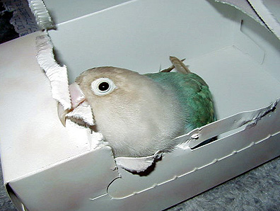 �Ȃɂ��`�A���A�Z�����̂患�B