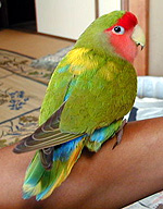 ̘rɎ~܂Ăꂽ񂾂(*^o^*)