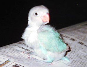 �u�͂��E�E�E�v