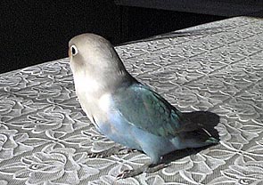 ���ꂢ�H�H�͂��������킟�`