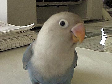 ���v����I