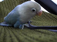 �܂܁`�A���ז����Ȃ����炱���ŗV�΂��ā�