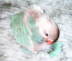 �ёU�����āA���[�ł����̂��Ȃ��H�H�H