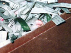 �o�����̂��`�`�`