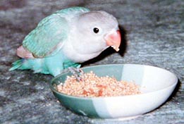 �܂܂��A�H�ׂ那�H������������I