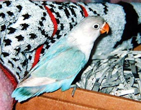 ���v��������I������Ƒ�l�̃J�I�ł���H