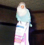 ����ȂƂ�����A�~�܂���I