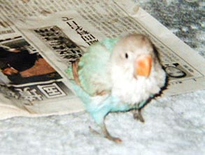 ���킟�`�A���߂Đ����т���������B�B�B