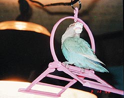 ���`�A�L�e�B�[����񂾂��I