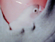 �܂܂̂Ƃ����A��Ԓg�����āA���S��