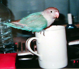 ���N���A��낵���ˁI