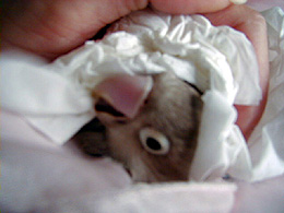 �t�L�t�L�A�C���������`