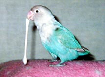 �Ȗ_�A�������낢�`��