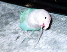 ����Ȃ��ɁH�Ȃ�ŐF���Ȃ��̂��`�H�H