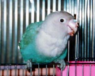 �܂܁`�A�t�L�t�L�s����`�I