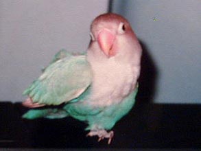 �����܂��āA���߂łƁ`�I���N����낵���˂��I