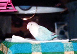 ���l�����āA����Ȋ����H�H