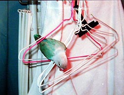 �������̃A�X���`�b�N�̓n���K�[����