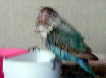 ���`�v���Ԃ�ɋC�����ǂ������I�u���u���D�`