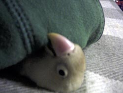 ���z�c�ŐQ�Ă�񂶂�Ȃ��悧�`