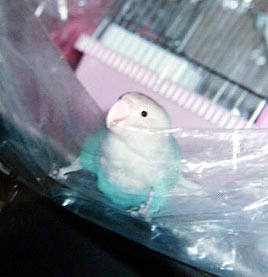 ����A�C�ɂȂ�C�ɂȂ那�`