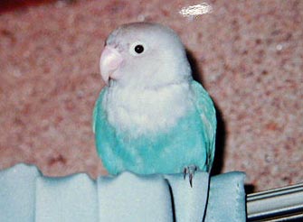 ���A�Ȃ񂩉\���Ă��ł���`�H�H