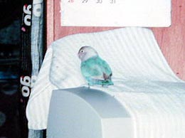 �܂܁`�A�����Ă�����Ⴂ�I���Ɓ[�����A�������ā`�I