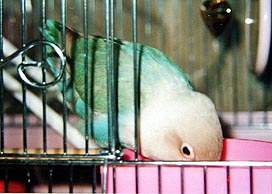 �Ђ܂������̎���