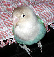 �܂܂��I�����Ƃ������ƗV��ł悧�I