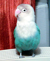 �܂܂́A���V��ł����̂�����`�H