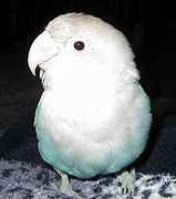 ���ږځH�������̂��ږڂ͂ł�������H