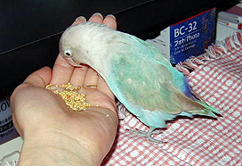 ����H�������̑�D���ȍג����́A�Ȃ���H