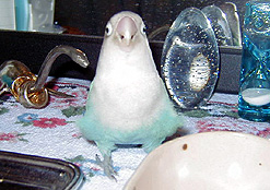 ���Ɓ[�����I