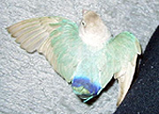 ���A�p�s�����I�������������E�E�E�E�E