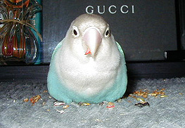 ��[���ς˂��A�������̊ۂ������I�C�V�C�̂悧�B