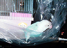 �͂����[���A�ǂ�������������̂��`�H