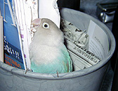 �ȂɂȂɂ��A�J�S�ŐQ�Ȃ����Ⴂ���Ȃ��́H�I