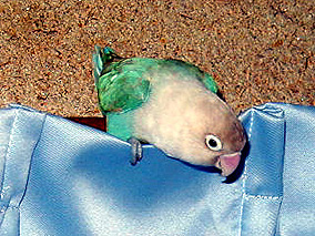 ��ЁA�s���Ȃ����[�I�������ł�����Ԃ��Ă�̂��`�I