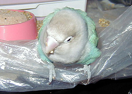 ���ꂪ�A�y���b�g�Ȃ́H�����̂��A���������H