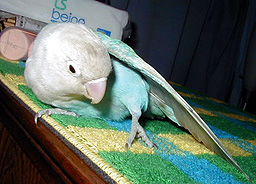 �����`���āA�܂܂Ɖ����ėV�ڂ����ȁ`��