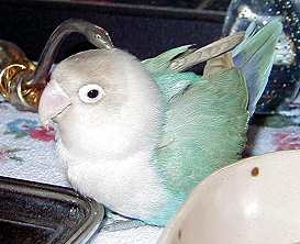 �܂܂��`�A�ӂ��̂�����������A�������`�H