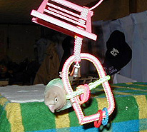 �Ȃ��`�񂾂��A�������ɗ��Ă��̂��B